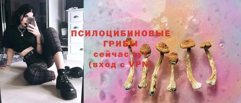 Галлюциногенные грибы Psilocybine cubensis  купить  сайты  гидра ссылка  Сосновка 